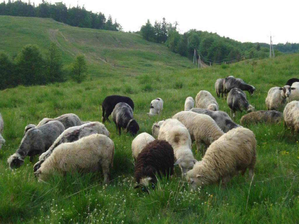 Готель Добрій 보로크타 외부 사진